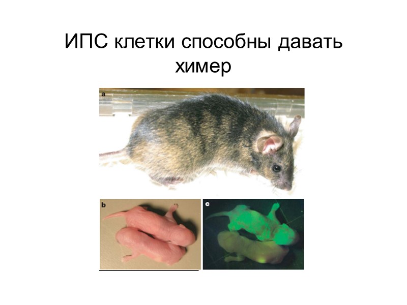 ИПС клетки способны давать химер